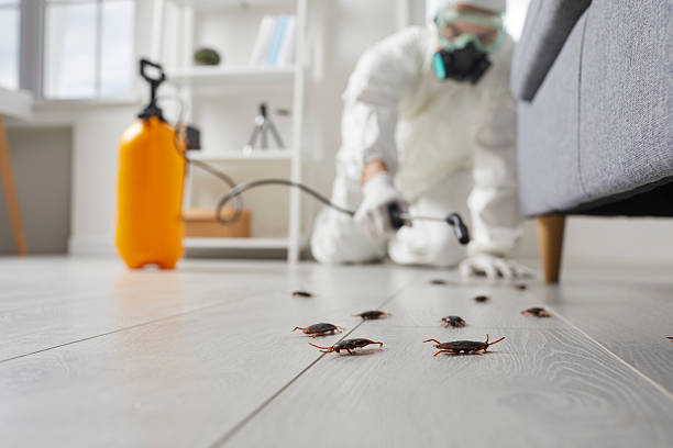 Commercial Kitchen Cockroach Control in Martindale